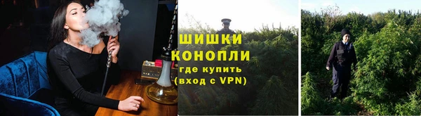 сатива Нефтекумск